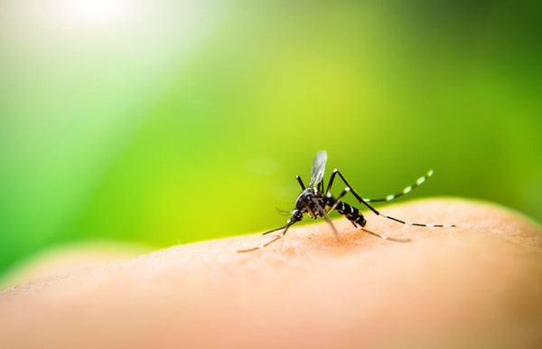 Jeff Riffell featured in UW News for new research on which colors attract mosquitoes